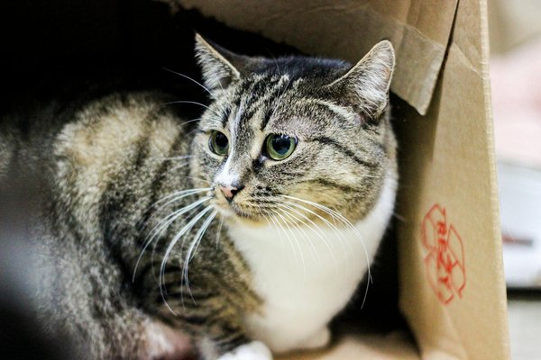 Mastering cybersecurity: an essential guide for beginners